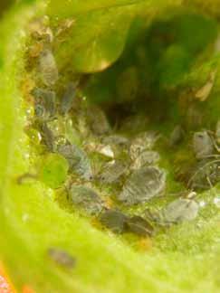 Republic in 211 and aphid forecast