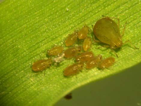 Pšenice ozimá (Triticum aestivum) Okřídlená