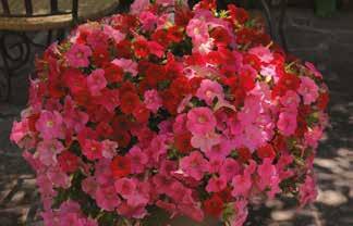 Easter Bow Petunia milliflora Picobella Cascade Pink Glo Petunia milliflora Picobella