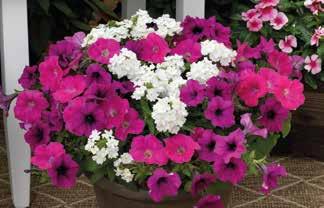 seedsations Raspberry Tart Petunia pendula Deep Purple Plush Verbena Hybrida Obsession White Petunia pendula Deep Pink Plush Welcome Home Petunia milliflora Picobella Cascade Red Verbena Hybrida