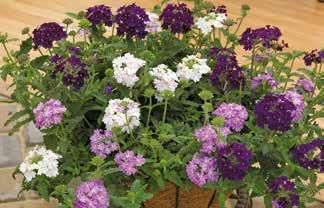 Trailing White Grape Expectations Verbena Hybrida Lanai