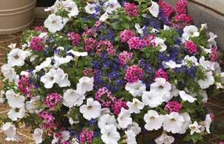 Compact White Bidens ferulifolia Solaire L Horizon Petunia