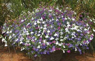 White Vein Summer Skyline Calibrachoa Hybrida Callie Orange