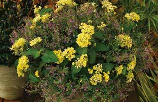 Verbena Hybrida Lanai White Imp.