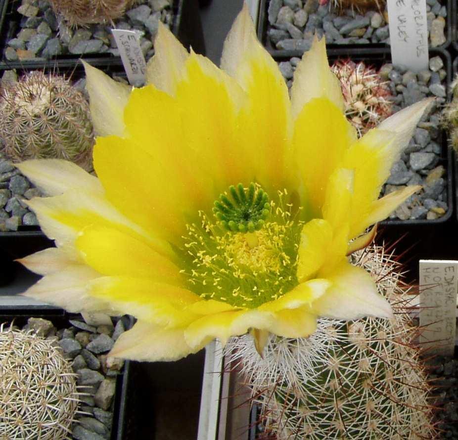 Únor 2012 Echinocereus