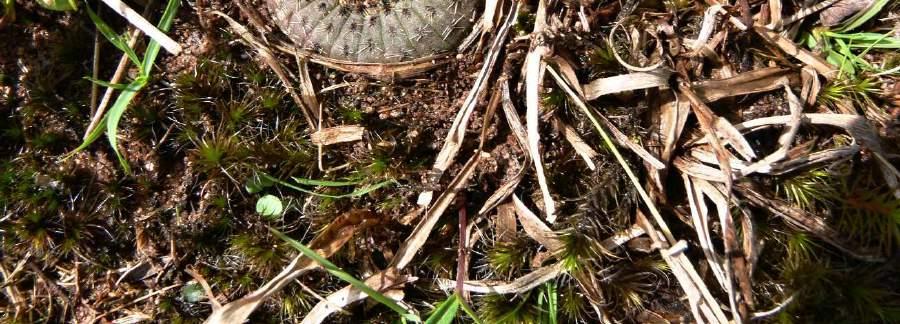 Vracíme se na hlavní R 293 a pojíždíme asi 5 km, odbočujeme do kopců. Na zastávce (bod 060) rostou Frailea gracillima a Notocactus ottonis. Odbočka za patníkem BR 293 km 68.