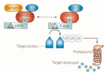 Funkce pvhl pvhl jako součást komplexu s Elonginem B, C a CUL2 rozpoznává cílové