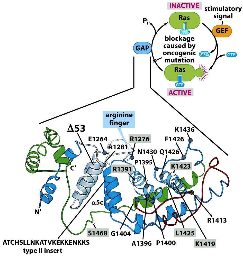 Neurofibromin NF1 je GAP (GTPase activating protein) proteinu Ras. Interakce Ras s NF1 může zvýšit GTPázovou aktivitu Ras více než 1000x.
