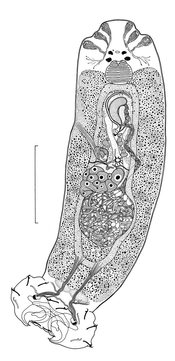 Thylacicleidus latus 100 m 200 m