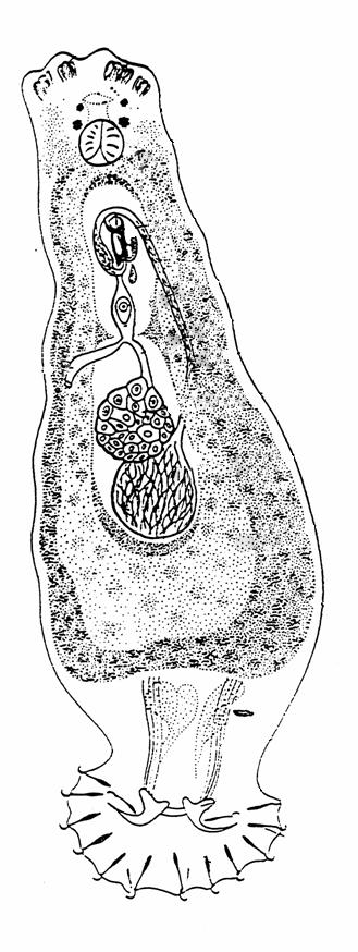 Dactylogyrus Gyrodactylus Haptor = 2 SH + 1