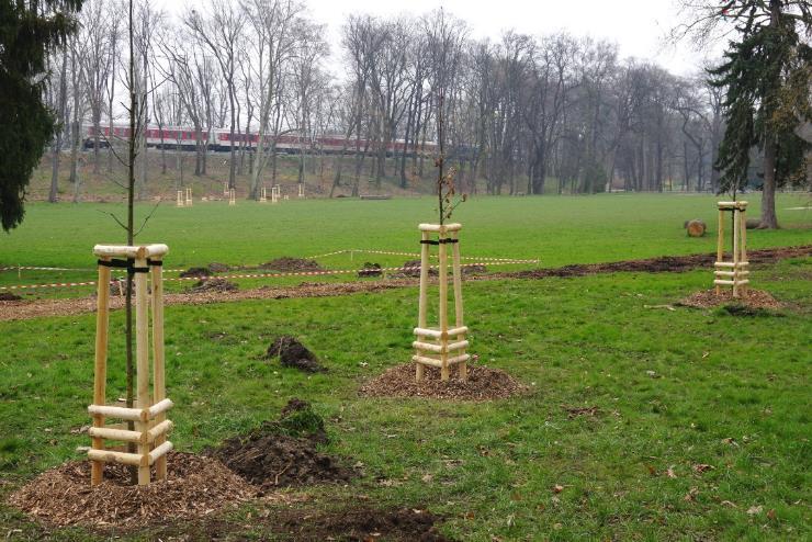 KOTVENÍ ze dna jámy určeným počtem kůlů (1,2,3 kůly), zabezpečení příčkami, ukotvení úvazky min. 10 cm pod založenou korunkou. MULČOVÁNÍ v příslušné tl. vrstvy, doporučeným materiálem.