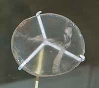 možné použití: zvětšovací sklo, podpalování ohňů, sklo z dalekohledu http://www.britishmuseum.