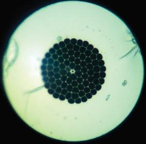 diagnostice v