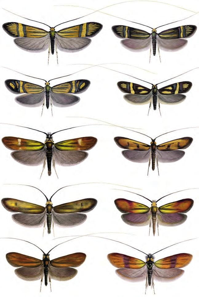 1 2 3 4 5 6 7 8 9 10 Adélovití (Adelidae): 1, adéla Nemophora degeerella; 2, N. congruella; 3, N. ochsenheimerella; 4, N.