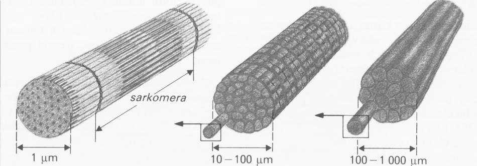 myofibrila svalové