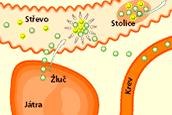 Mechanismus vstřebávání cholesterolu v