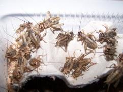 % 6,80 % Moučný červ Cvrček Saranče Zophobas U hmyzu také musíme dávat
