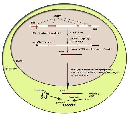 2.3 Vznik proteinu, proteosyntéza Informace obsažená v mrna, která přišla do cytoplazmy, bude přeložena translací do řetězce aminokyselin, tedy do proteinu.