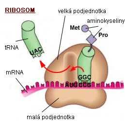 podjednotka, kterou tvoří především proteiny, zodpovídá na navázání aminokyselin a tvorbu samotného nového proteinu.