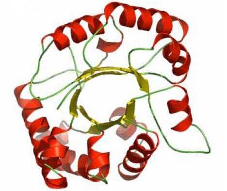 2.4 Proteiny Obrázek 4 Protein, ilustrace [13] Proteiny zastávají v organismu obrovskou řadu funkcí. Vznikají při proteosyntéze přepisem z mrna.