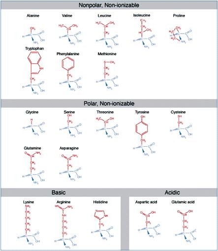 Obrázek 11 skupiny aminokyselin [17] Pokud není nalezeno stejné okno, program zkouší okno povoleným způsobem zmutovat.