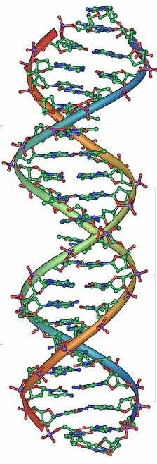 2.1 DNA Každý živý organismus na planetě Zemi je určen a řízen informacemi, které se nacházejí v jednom z nejpozoruhodnějším objektu, a sice ve dvoušroubovici DNA (deoxyribonukleová kyselina).