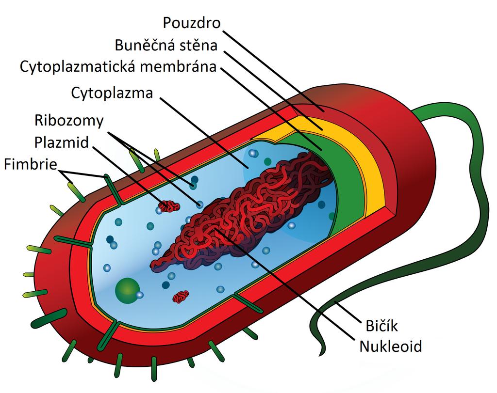 1 TEORETICKÁ ČÁST 1.1 Prokaryotická buňka Prokaryotické buňky jsou evolučně starší, vznikly přibližně před 3-3,5 miliardami let a později se z nich vyvinuly buňky eukaryotické.