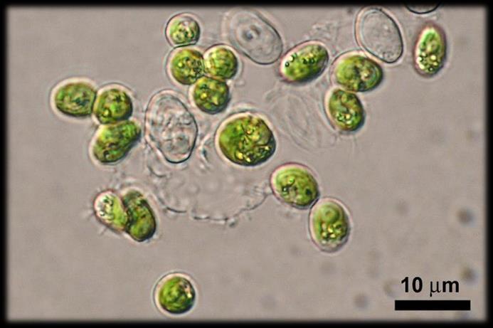 Zkouška inhibice růstu sladkovodních řas Desmodesmus subspicatus (ČSN EN ISO 8692) Test je