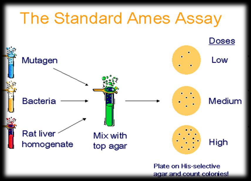 Ames Test Zkouška na reverzní mutace s bakteriemi (OECD TG471) Gen.