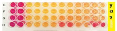 účinkem Yeast based reporter gene assays (YES/YAS methods) kolorimetrický test pro identifikaci reakce s estrogen/androgen