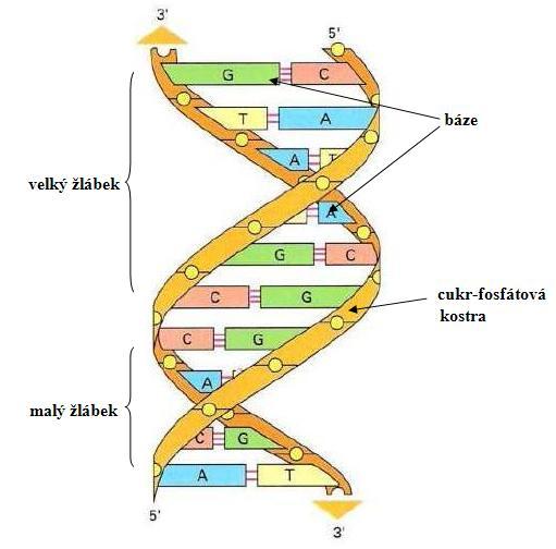 Zastoupení jednotlivých bází v DNA se řídí tzv.