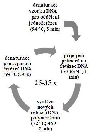Obr. 7 Schéma teplotních režimů a doby trvání jednotlivých kroků PCR (upraveno) [41] Výsledným produktem PCR jsou amplikony, což jsou úseky DNA definované délky o velikosti zpravidla desítky až tisíc
