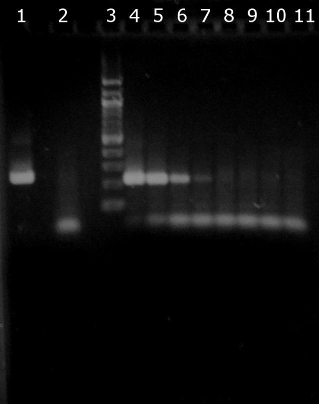 6.3.4 Ověření citlivosti PCR pro rod Lactobacillus Do směsi PCR byl nepipetován 1 μl DNA o koncentracích uvedených v tabulce k Obr. 15 (10 ng-1 fg).