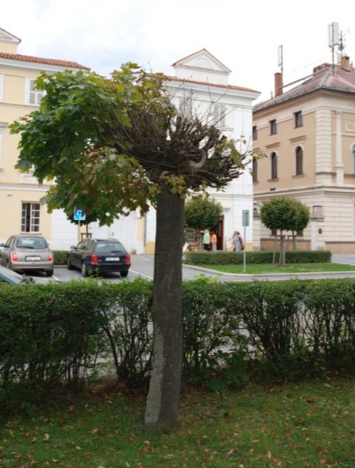 OBNOVA ZELENĚ Výsadba stromořadí z kulovitých javorů (Acer platanoides 'Globosum') je pro Kupkovo náměstí typická.