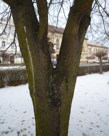 Po opravě průjezdní komunikace a rozšíření chodníku na severu se počítá s obnovou stávajících živých plotů přerušovanou linií keřů, které budou vysázeny z