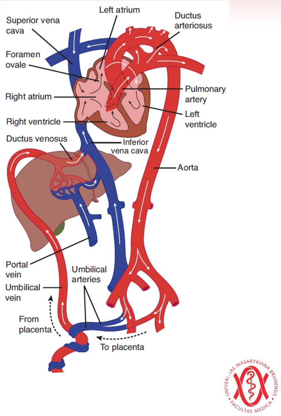 Fetální cirkulace placenta, pupeční žíla játra, ductus venosus crista dividens, foramen ovale krevní zásobení hlavy a horních končetin dolní a horní dutá žíla pravá