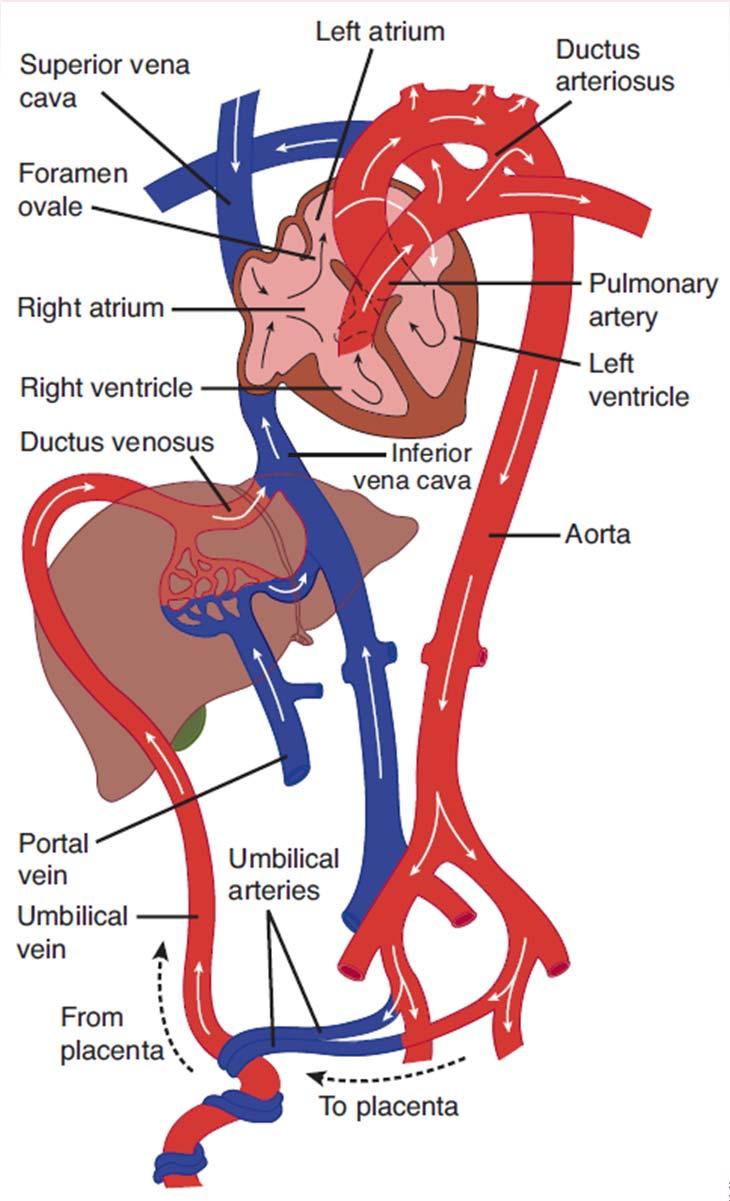 Fetální cirkulace Změny po porodu Pokles tlaku v pravé síni a jeho navýšení v síni levé díky: - plnění levé síně krví z plic - žilní návrat do pravé síně díky
