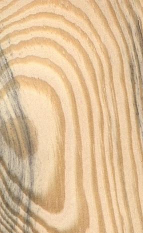 2 Borovice Pinus Makroskopická struktura dřeviny Dřevo borovice mívá četné zřetelné pryskyřičné kanálky, vylišeno jádro a běl.
