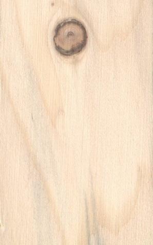 3 Smrk Picea Makroskopická struktura dřeviny Dřevo smrku bývá po poloměru kmene jednotně zbarveno, nemívá vylišeno jádro a běl, u čerstvě