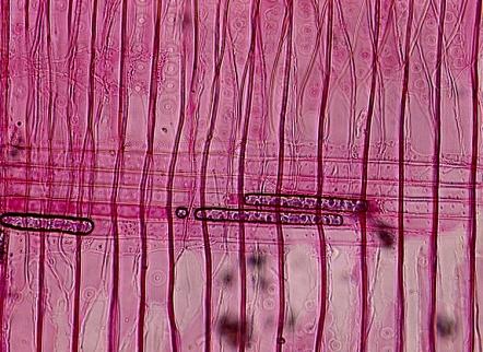 Zde bývá zřetelný heterocelulární typ dřeňového paprsku, hladká zvlněná stavba buněčných stěn příčných tracheid, nejčastěji piceoidní typ teček v křížovém poli (v jarních tracheidách možnost