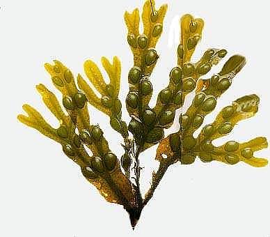 Fucus sp.