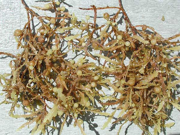 Sargassum