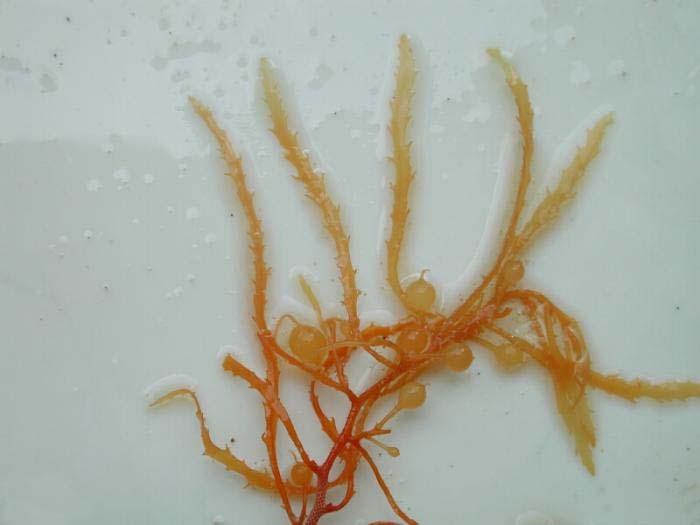 Sargassum