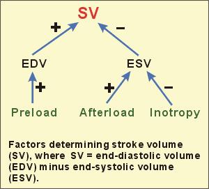 Srdeční frekvence: Diastolický plnicí čas komor jako důležitá proměnná v korekci preload SV