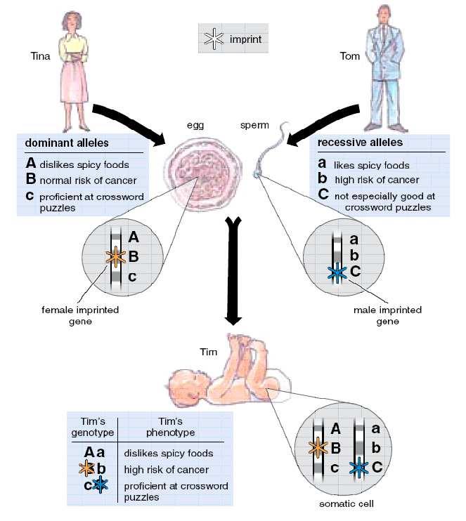 Dědičnost řídí epigenetika i mendelismus některé geny se dědí mendelisticky (A/a, dominance versus recesivita)