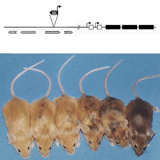 retroelement eumelanin agouti phaeomelanin hair-cycle-specific Agouti coding exons non coding exons Agouti Viable Yellow - epigenetický mozaicismus : metylace