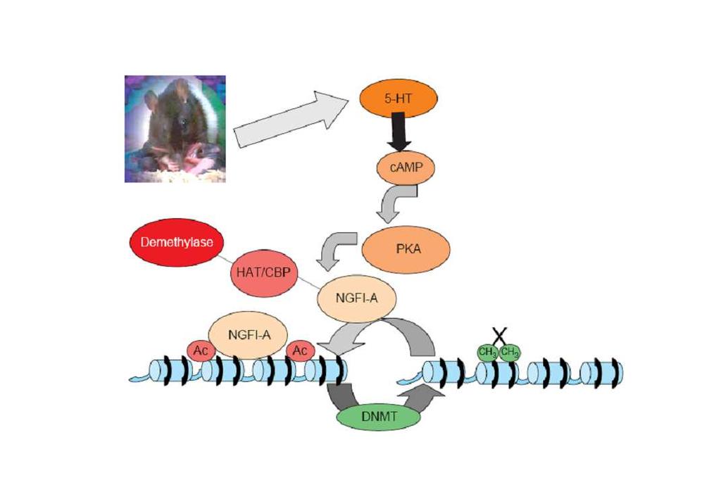 Maternální programování epigenetických stavů Maternální péče jako model experience-dependent chromatin plasticity serotonin mozkový transmitter mateřská péče o novorozence (lízání a mazlení) DNA