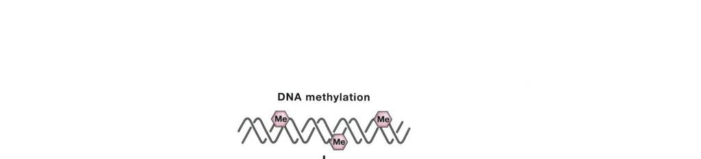 Epigenetické změny zahrnující metylace DNA vedou k nádorovému růstu prostřednictvím různých mechanizmů ztráta metylace hydrolytická deaminace vede k nestabilitě metylc vede genomu k bodové