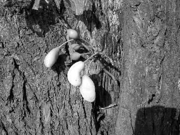 Obr. 5 Plody napadené puchrovitostí jsou nápadně větší a světlejší. Rzivost slivoně Původcem je houba Tranzschelia pruni-spinosae, která napadá především slivoně, myrobalán, trnku a meruňky.