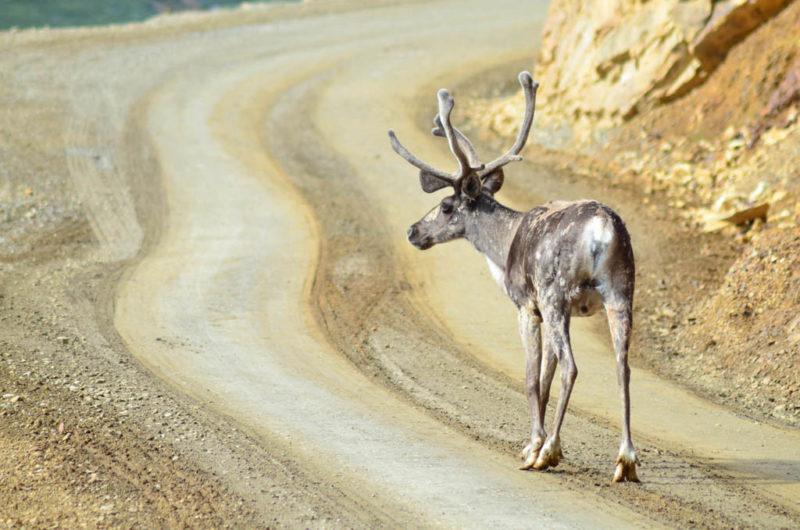 Jelen karibu v NP Denali Extrémě jednoduché stopování Byli jsme překvapeni, jak jenoduché tu je stopovat, i když jsme toho předtím mnoho nenastopovali. Lidé tu jsou hrozně milí a ochotní.